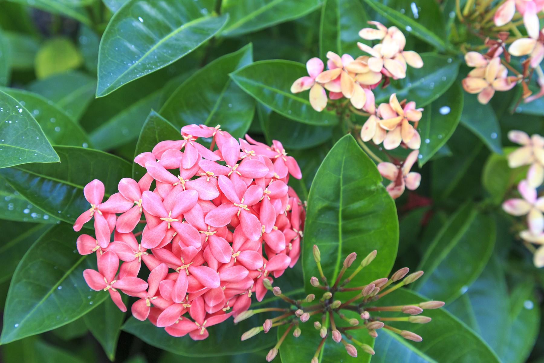 Tropical flowers in bloom