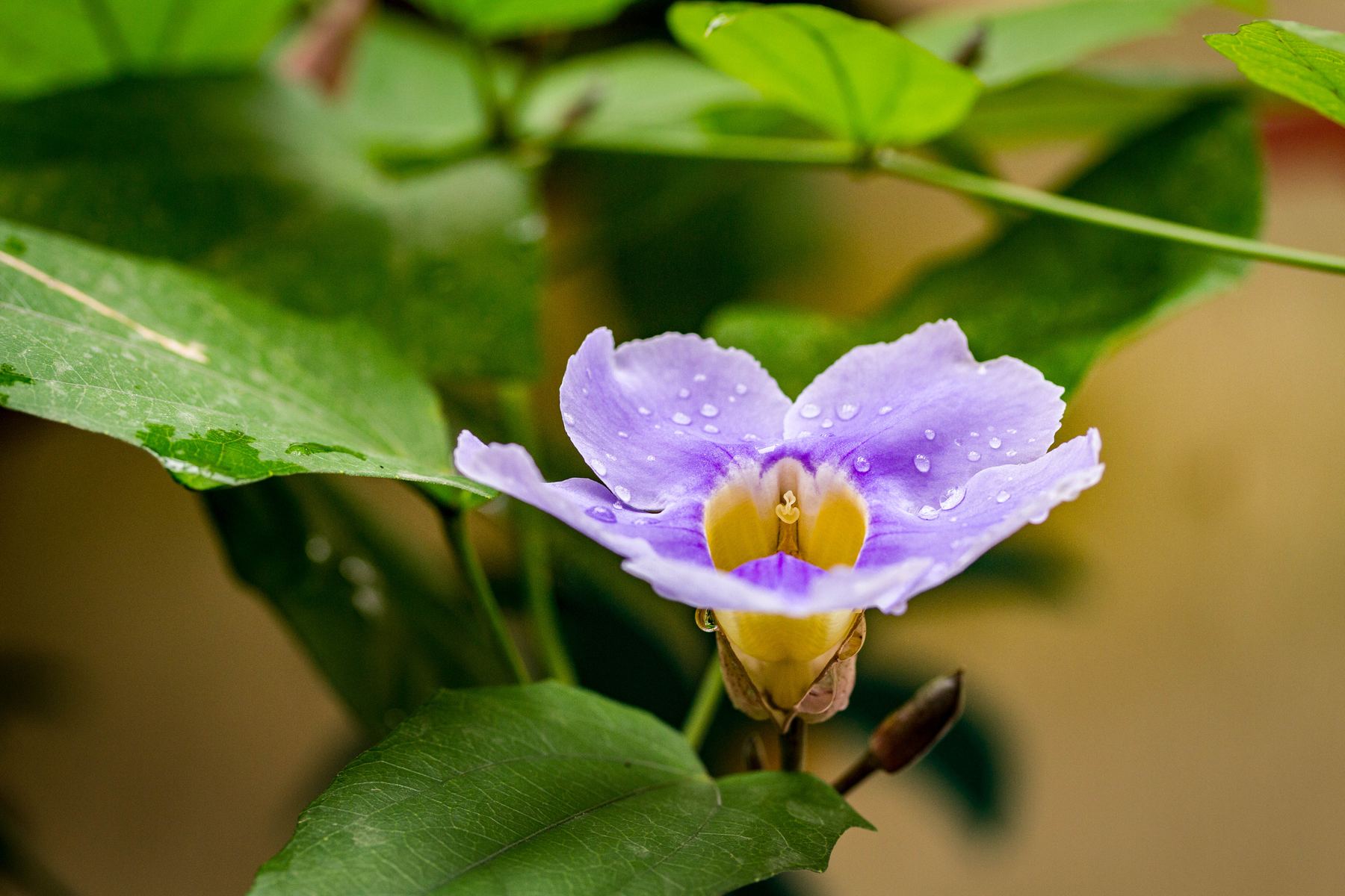 A purple bloom after rain
